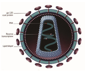 HIV Viral Lysate