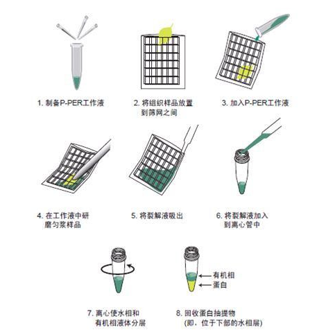 蛋白质提取